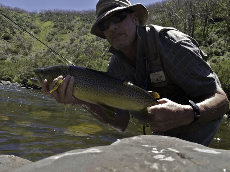 snowy mountains trout