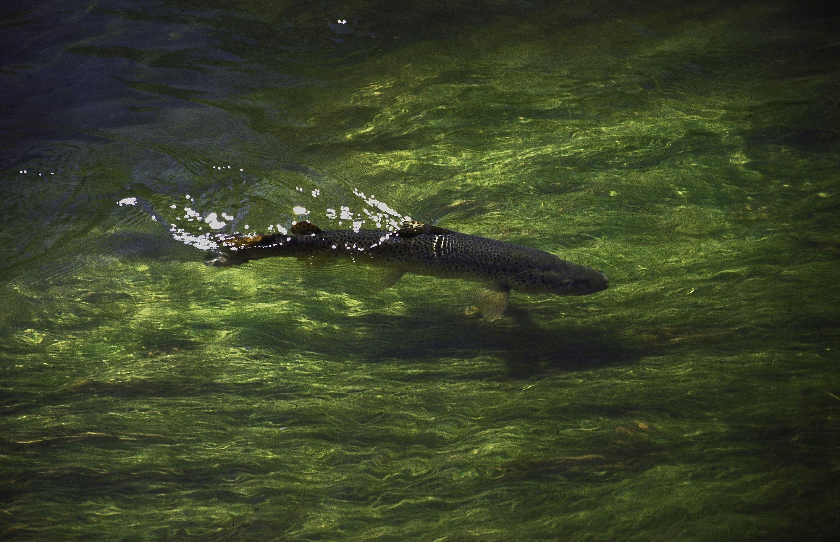 Trout rivers and streams