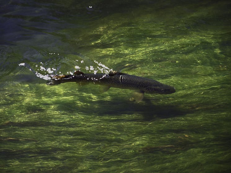 Trout rivers and streams