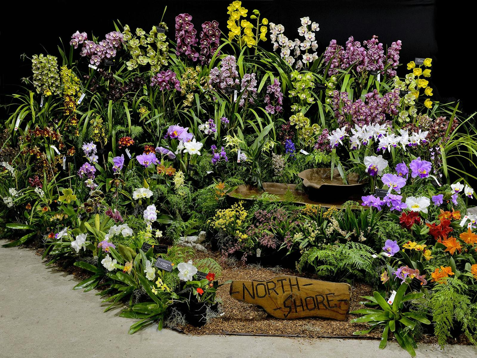 Image for St Ives Orchid Fair