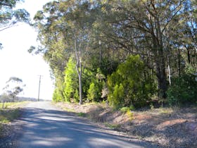Woollamia image