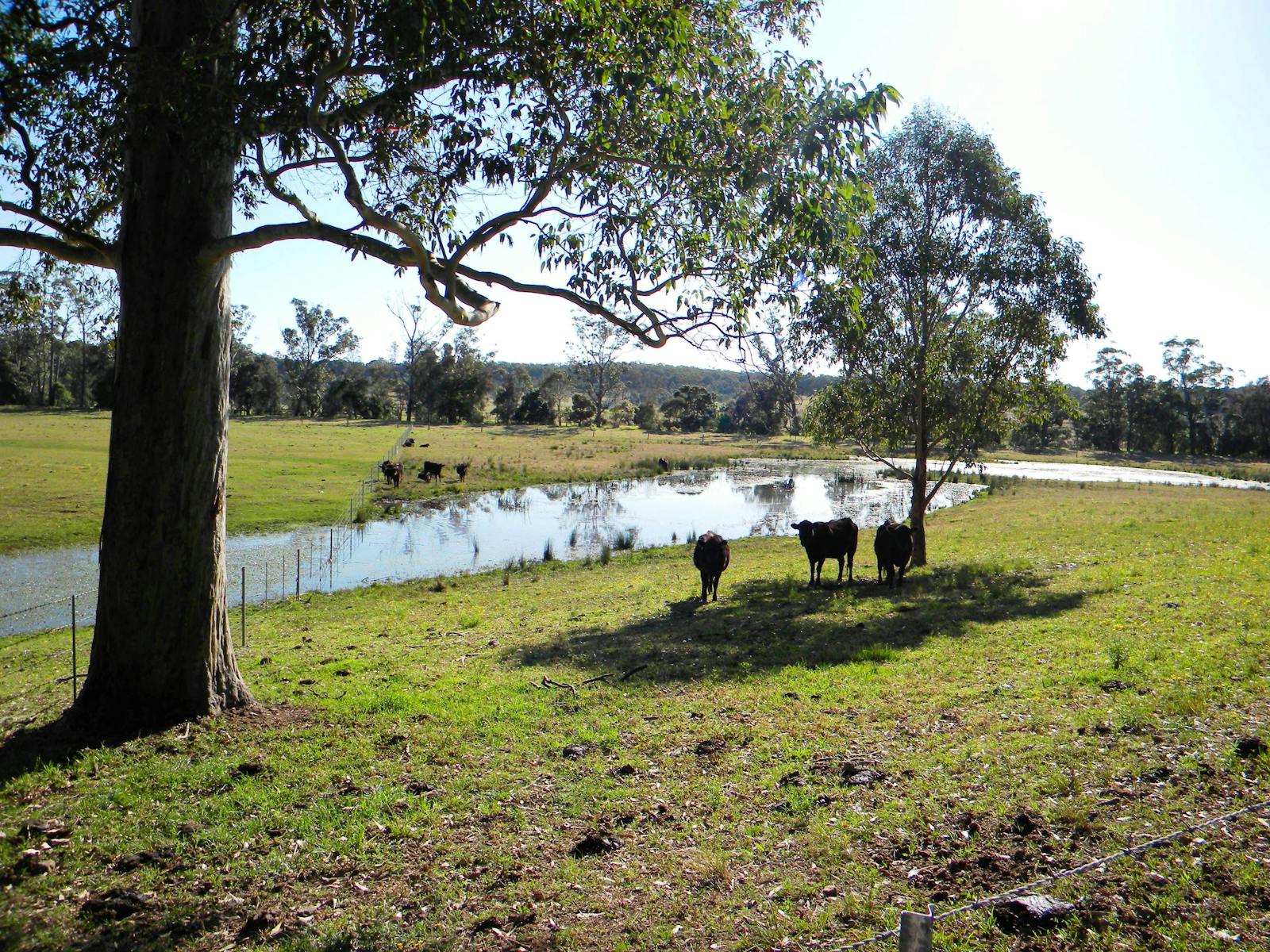 Farmland at Woollamia, Shoalhaven Area