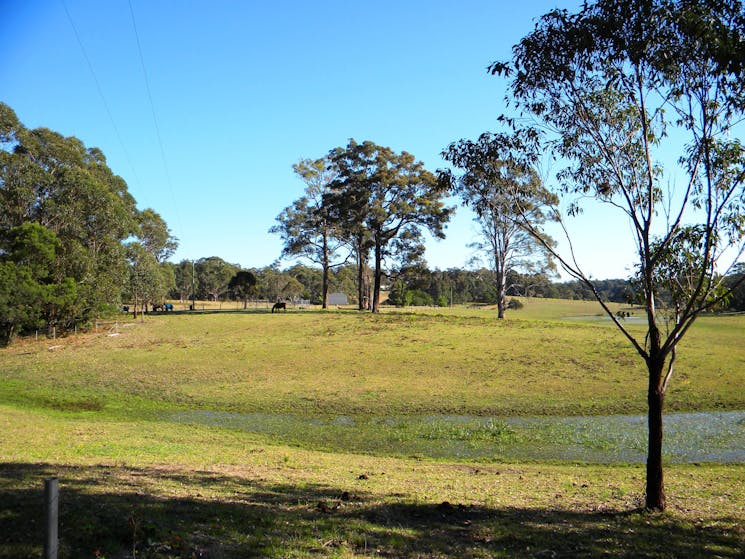 Rural scenery, Woollamia, South Coast NSW