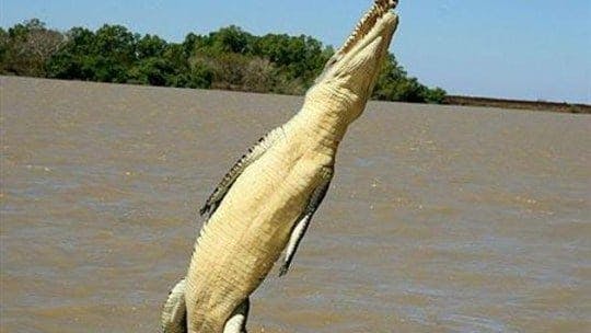 Flying Crocs