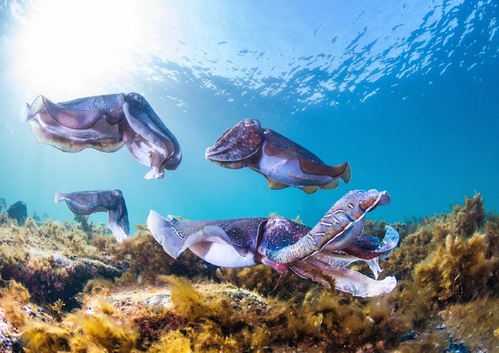 Snorkel with Giant Cuttlefish