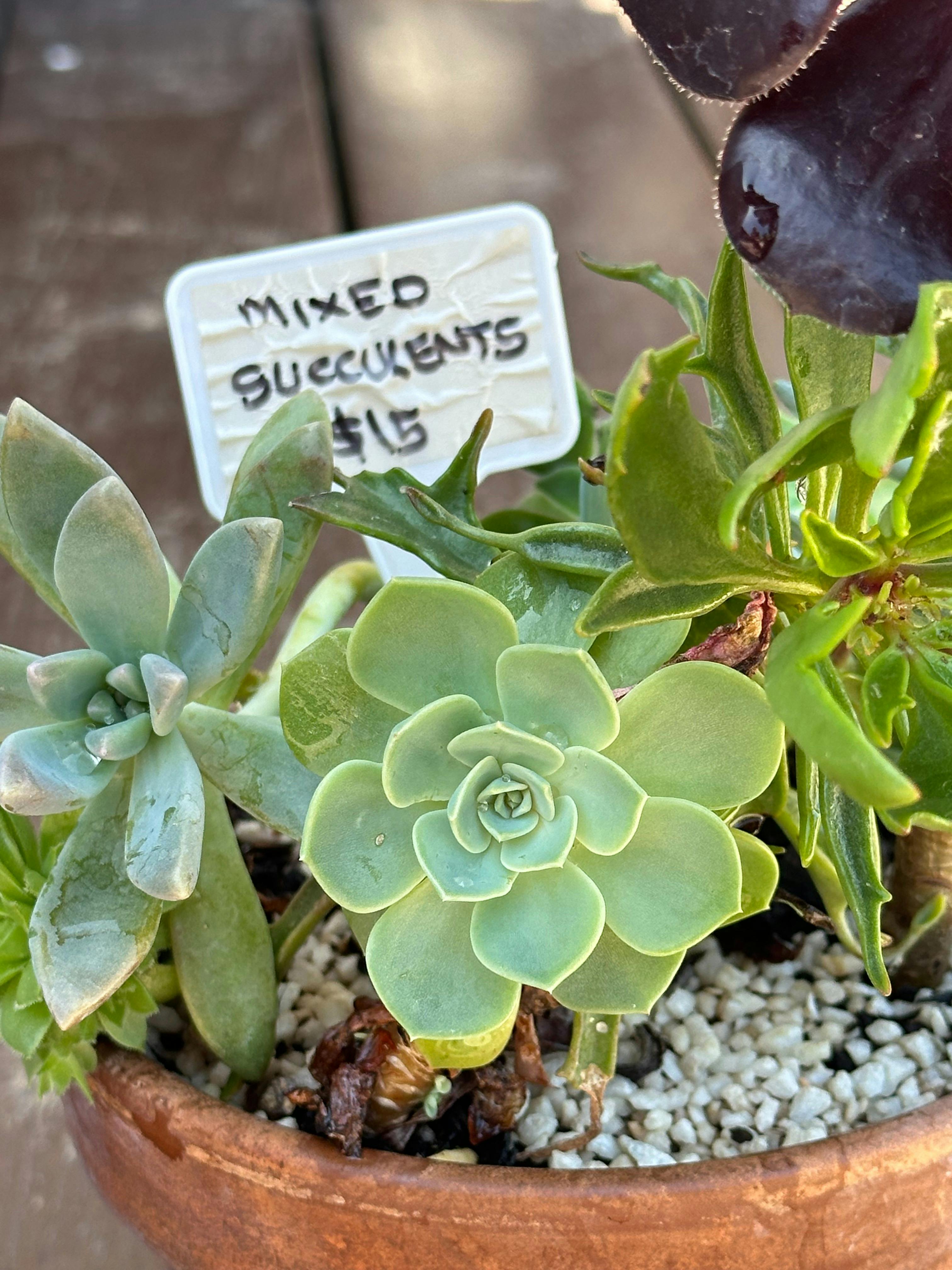 A pot of mixed  succulents