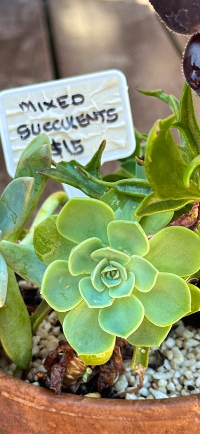 A pot of mixed succulents