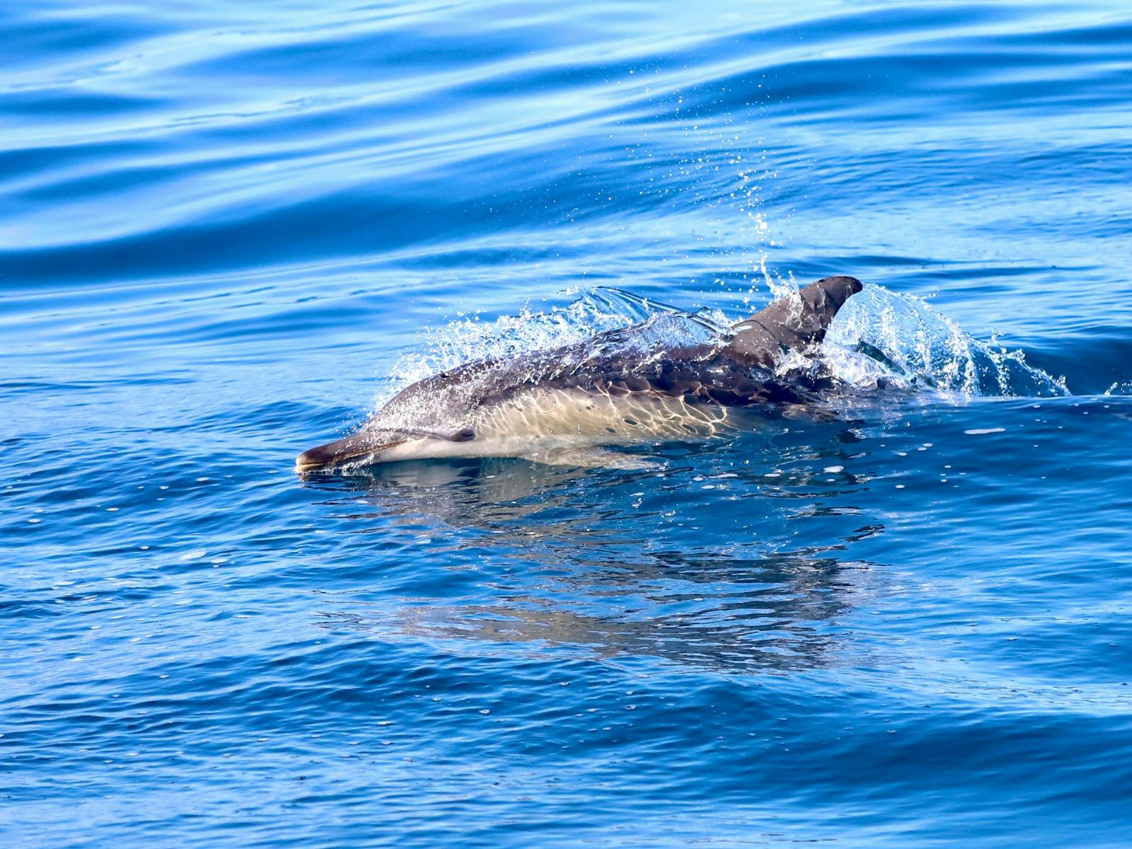Dolphin swimming along the surface of the water