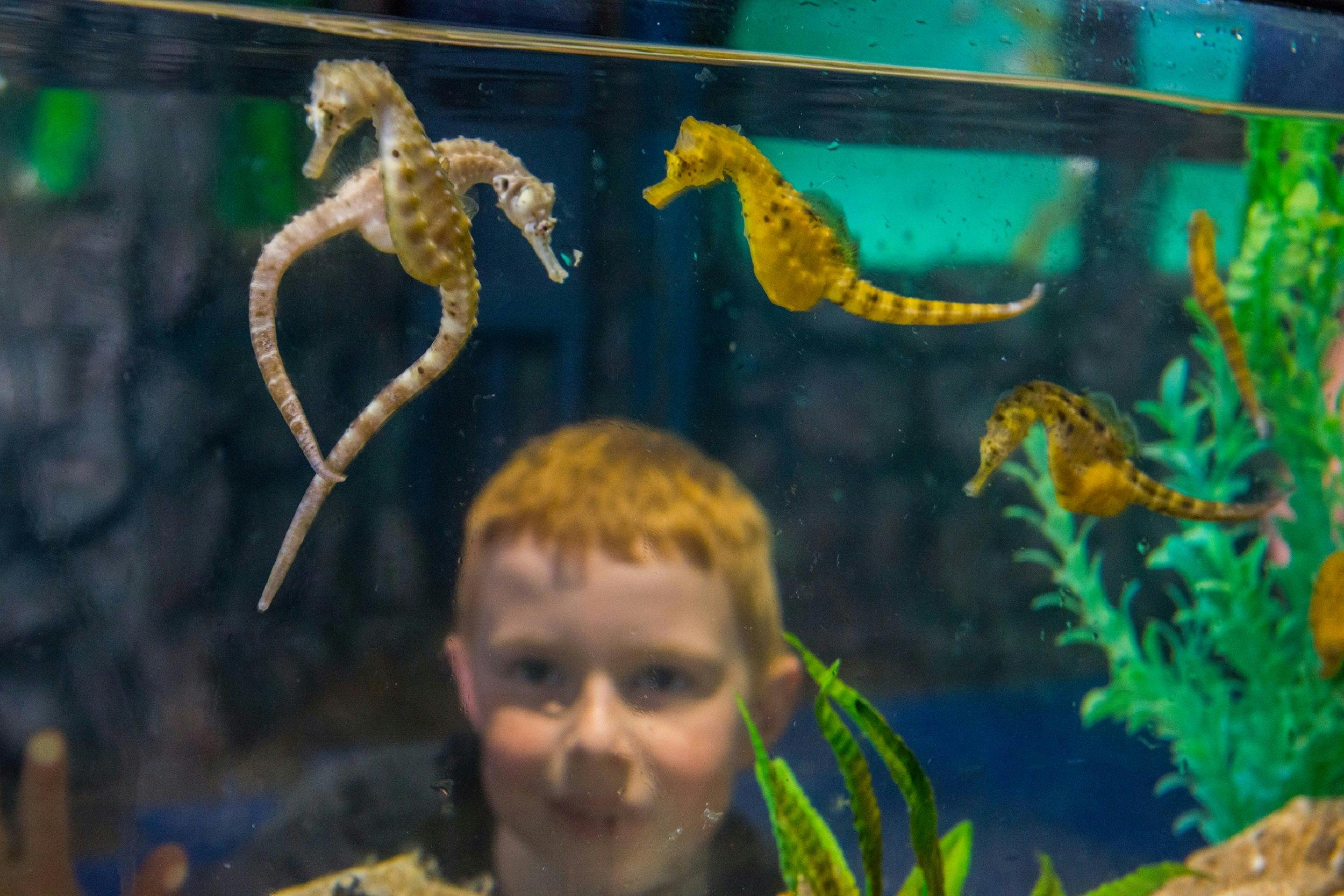Child viewing seahorses