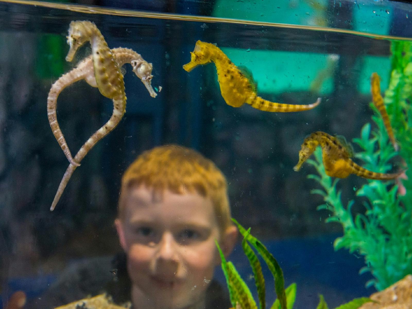 Seahorses and child at touch tank