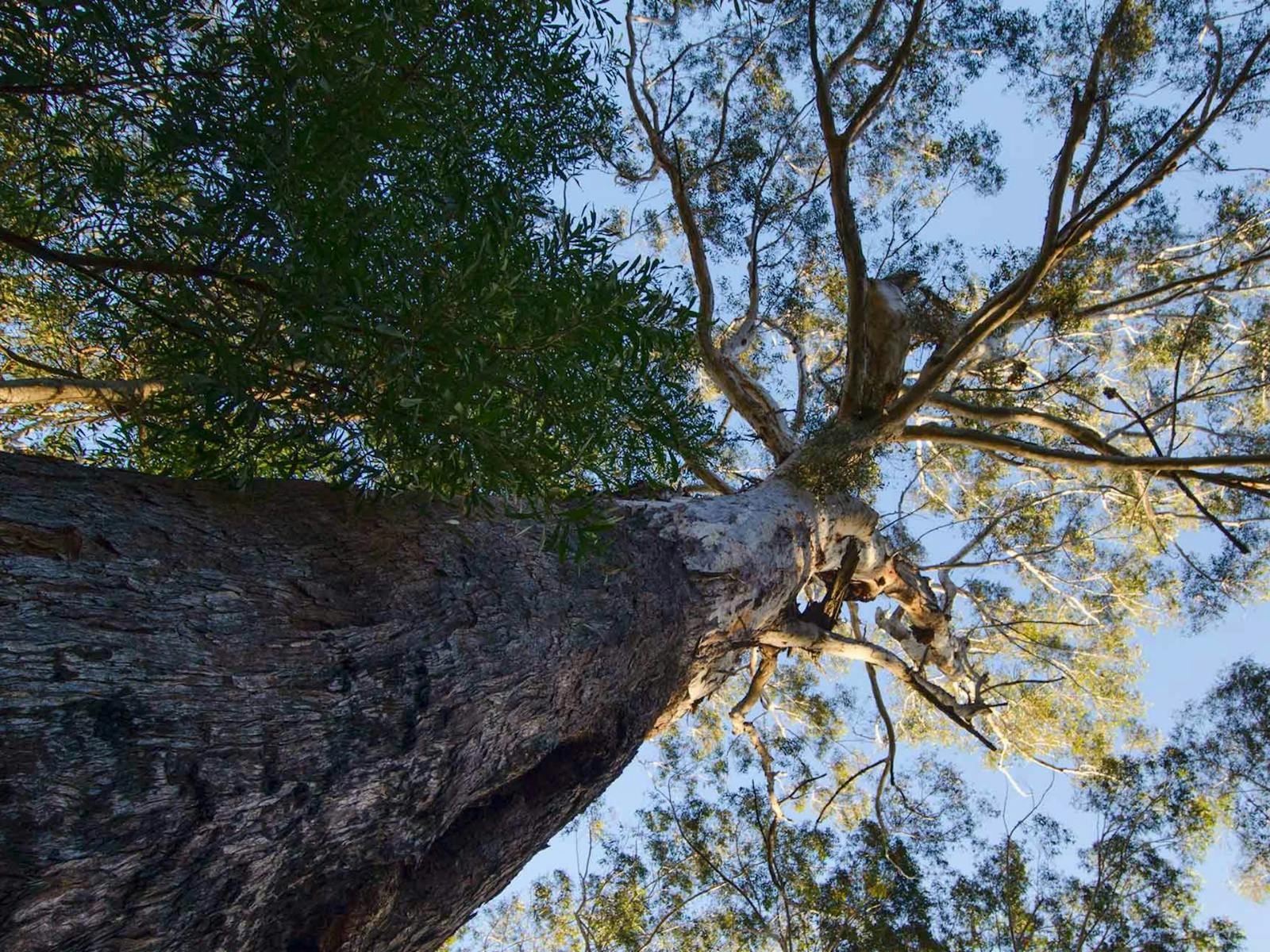 Laurieton-Track, Dooragan-Nationalpark. Foto: John Spencer/NSW-Regierung