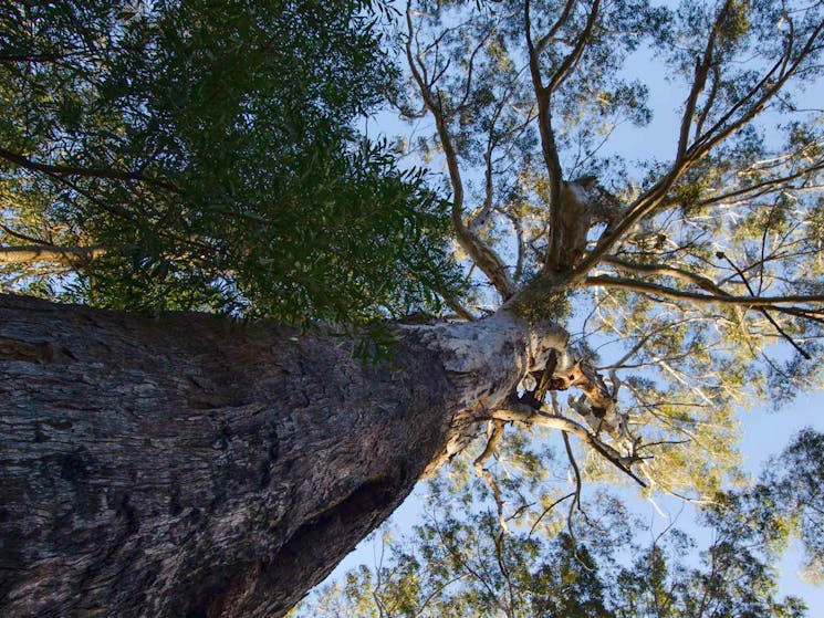 Laurieton track, Dooragan National Park. Photo: John Spencer/NSW Government