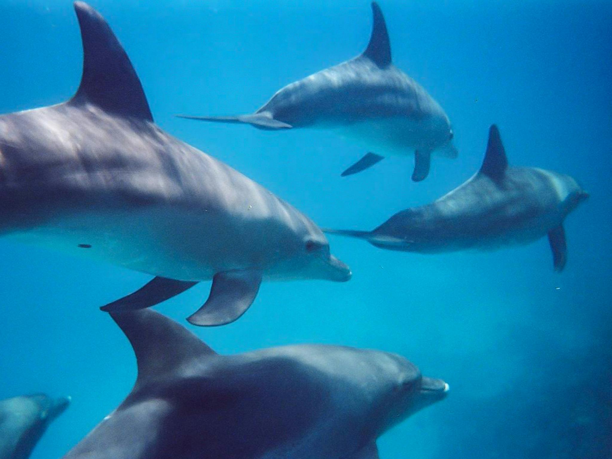 Interact with Bottlenose Dolphins