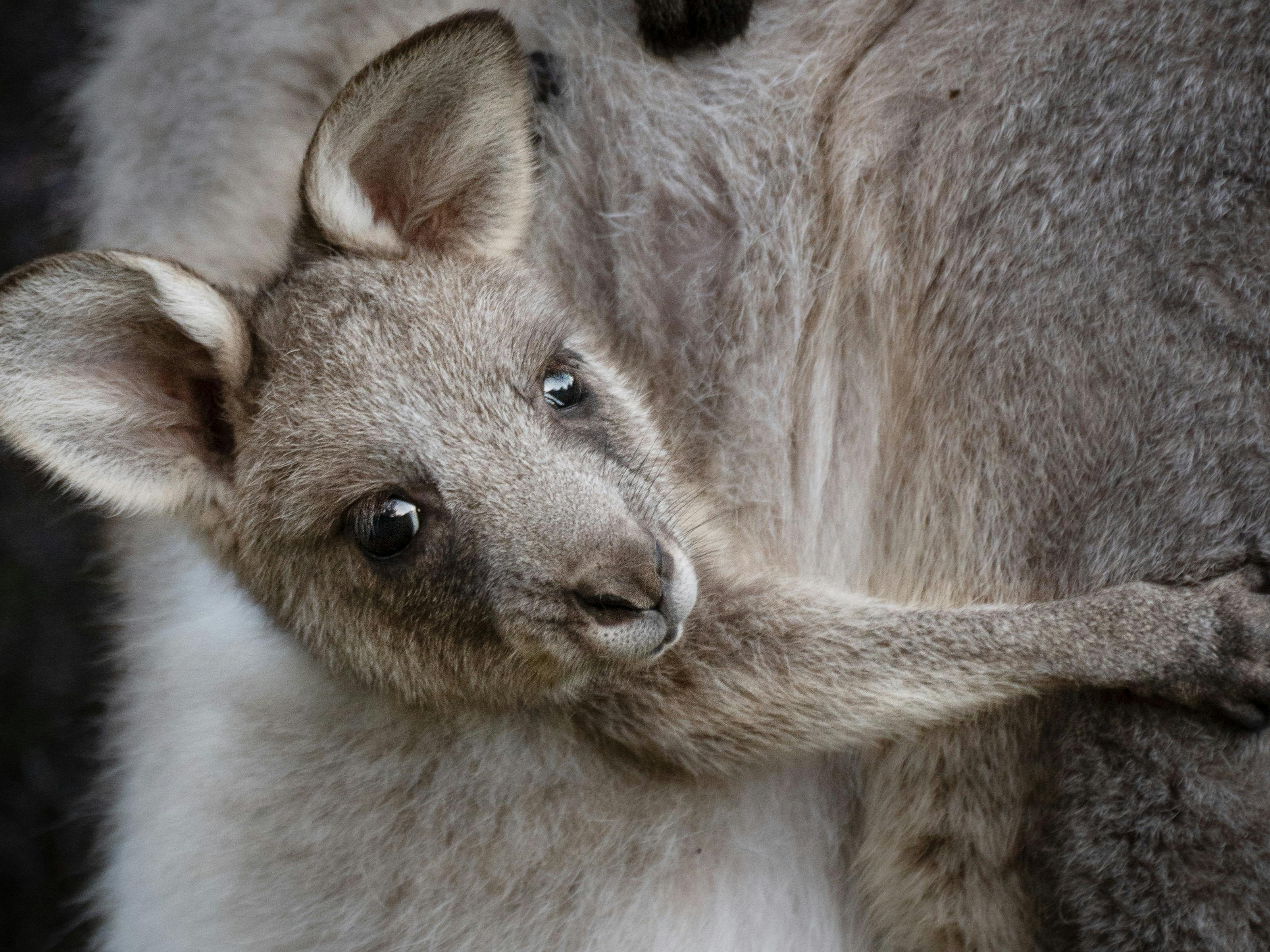 WILD KIN – Portraits of kangaroos and wallabies of the Blue Mountains