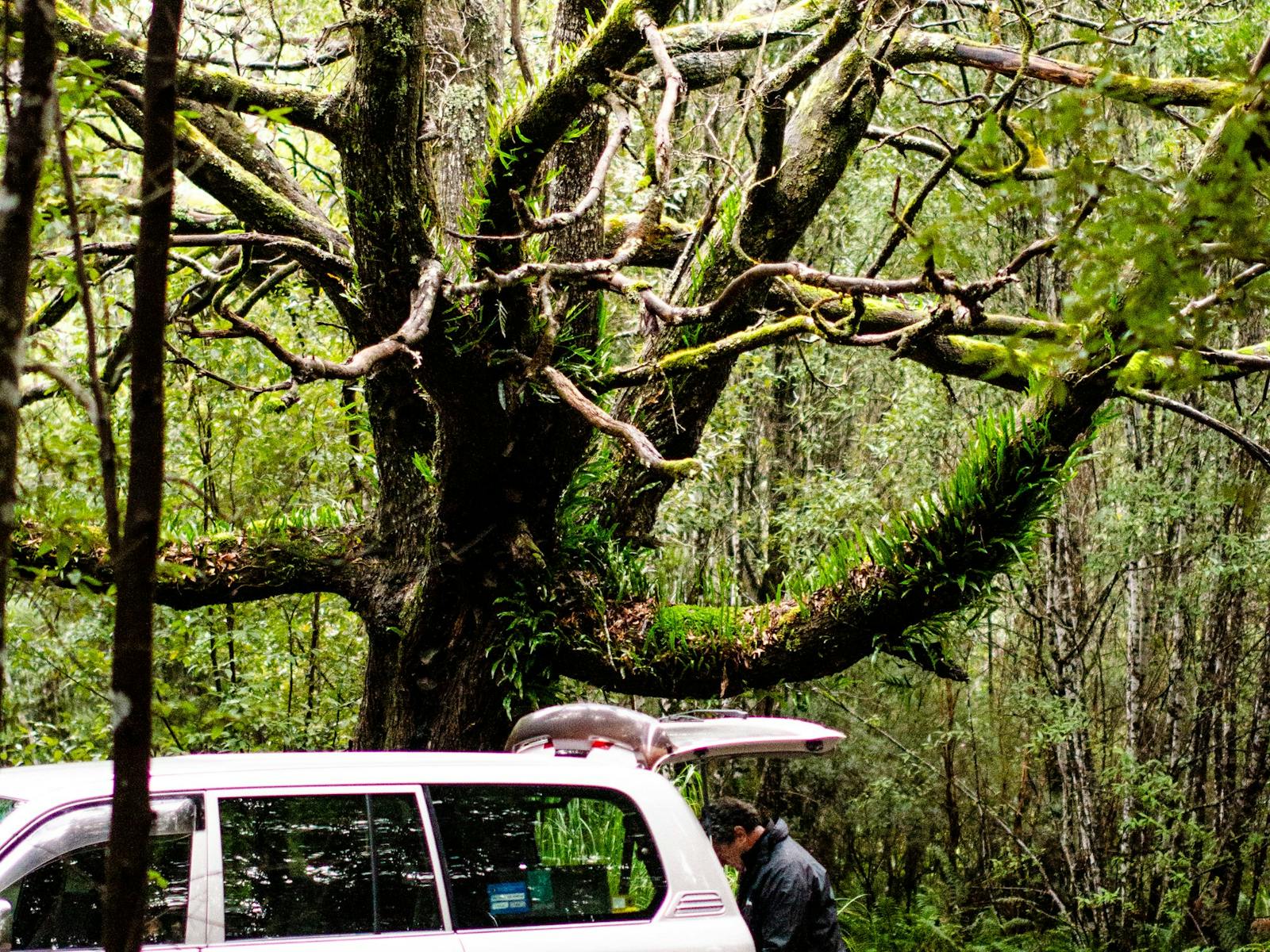 Tour guide preparing warm drinks at the boot of vehicle underneath huge tree covered with epiphytes