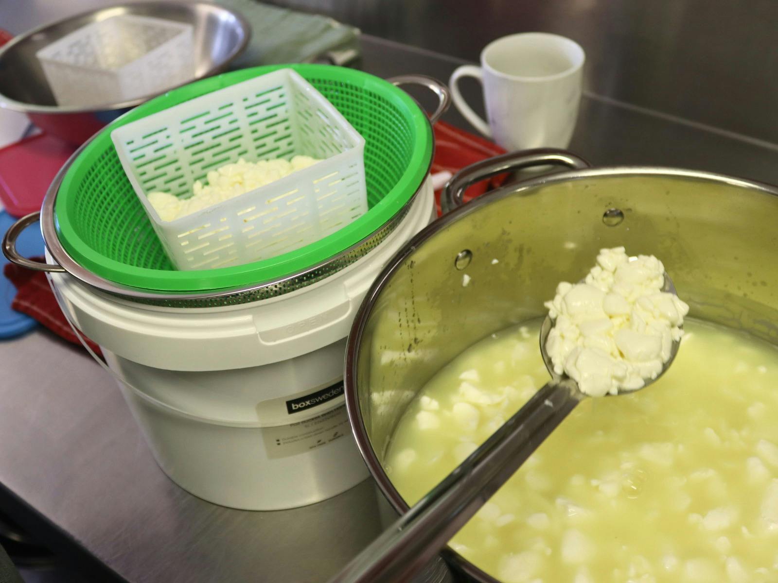 A student spoons curd into a cheese mould