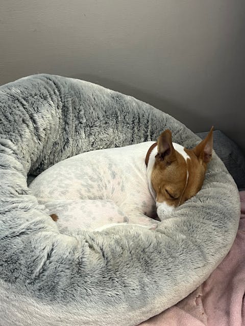 DogIn bed