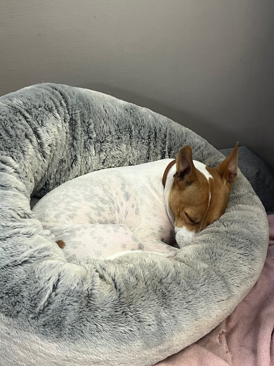 DogIn bed