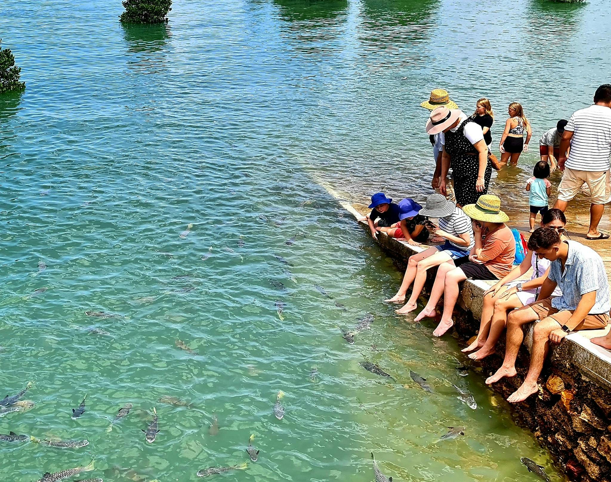 fish feeding
