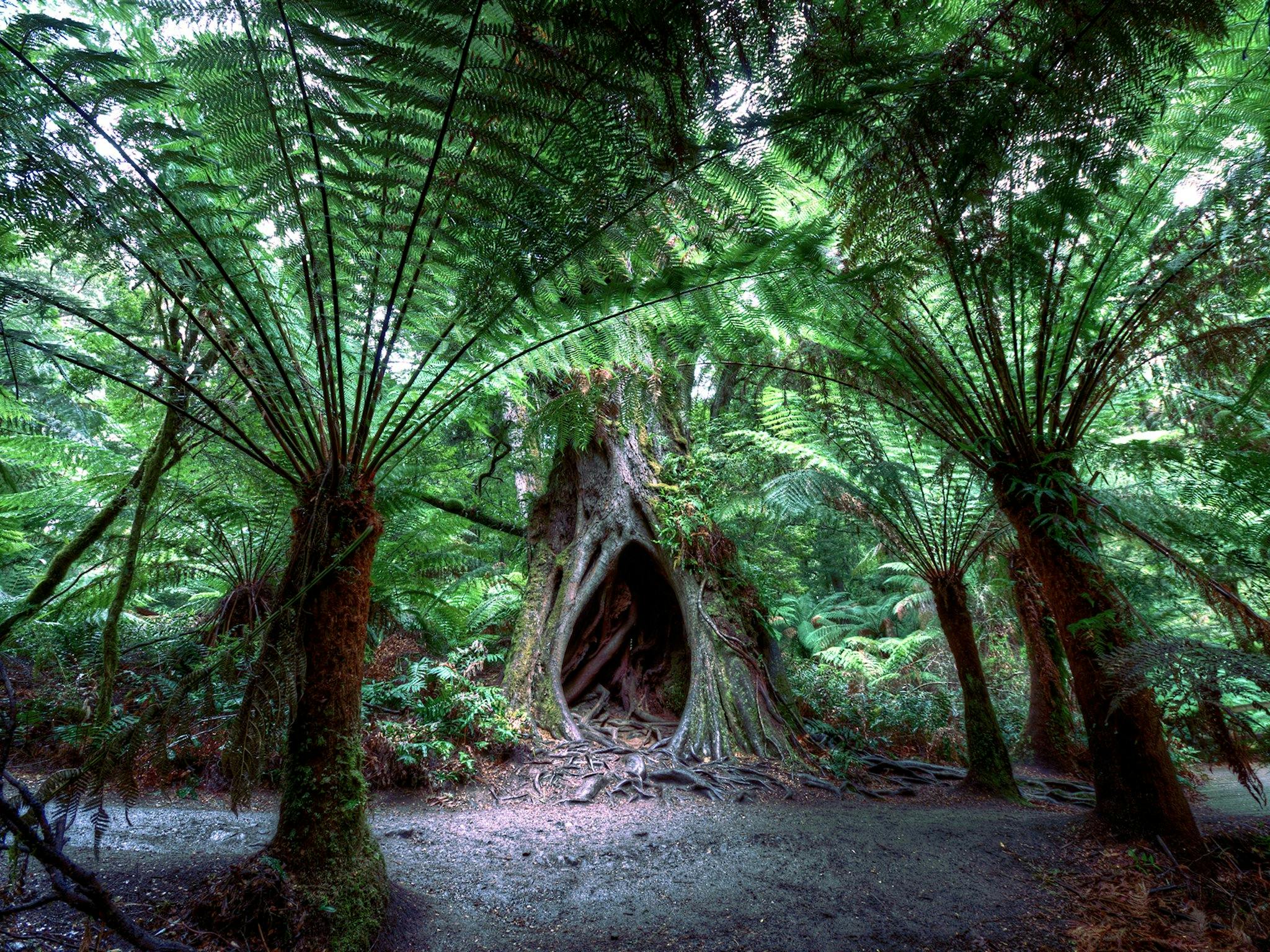 Autopia Tours - Great Ocean Road Otway Rainforest walk