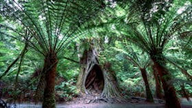 Autopia Tours - Great Ocean Road Otway Rainforest walk