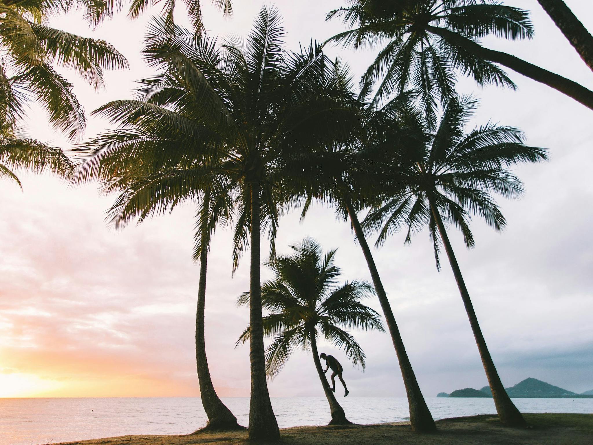 Palm Cove