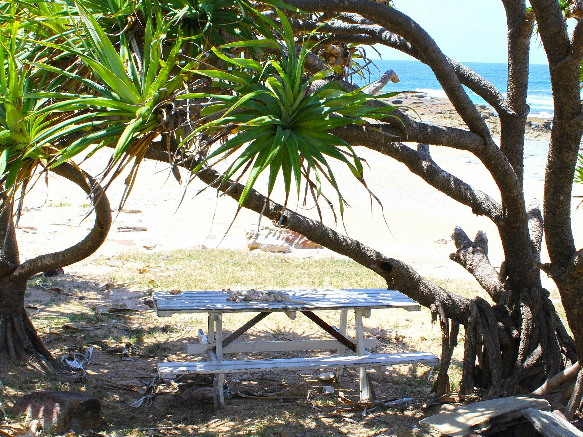 Pandanus picnic bench, Little Shelley Beach.