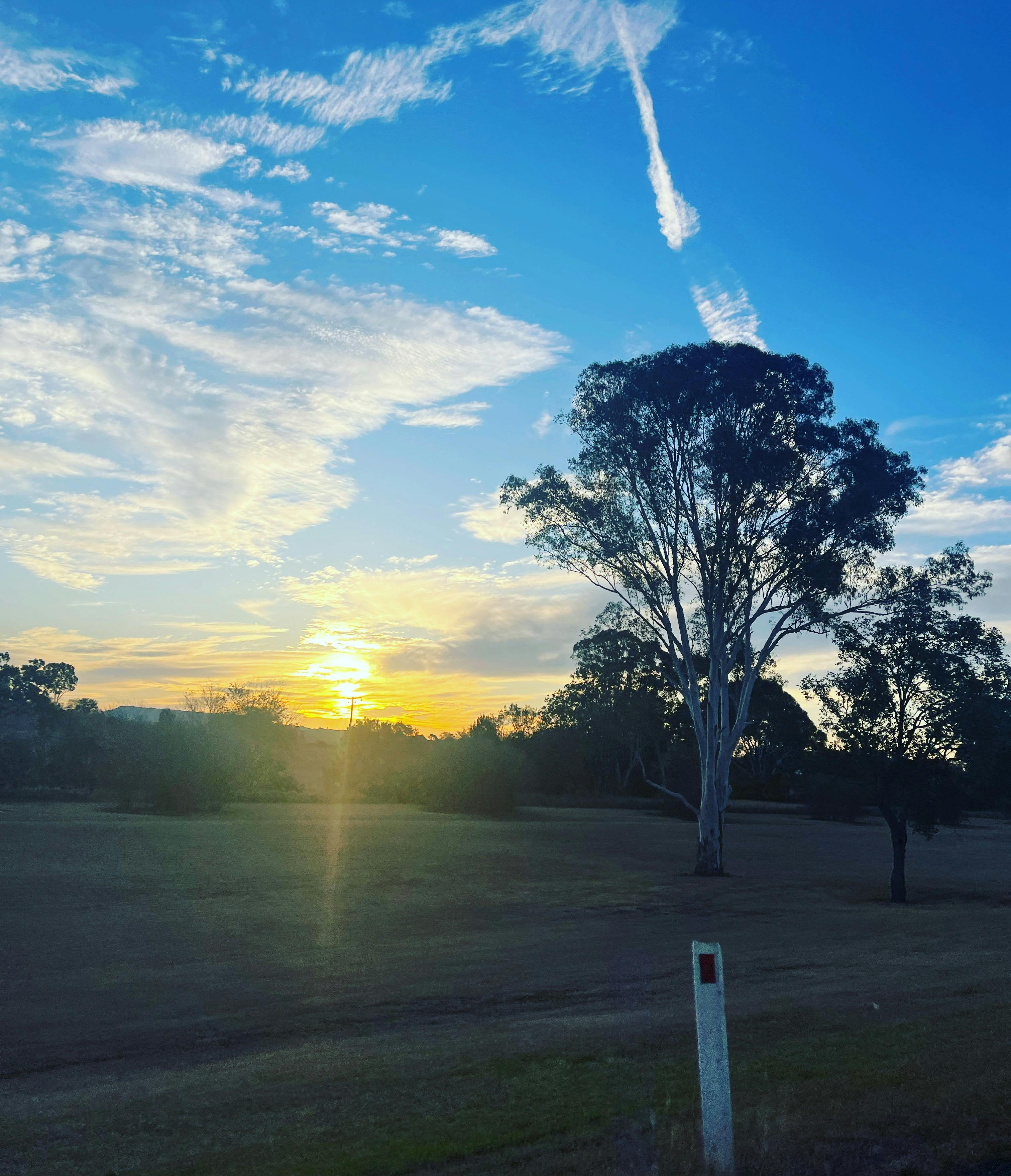 the sun is setting in the distance, there is a tall gum tree in the foreground