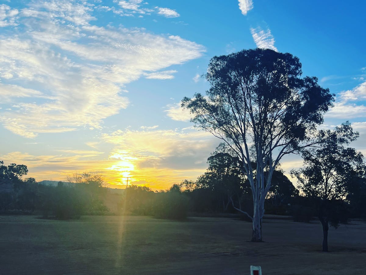 the sun is setting in the distance, there is a tall gum tree in the foreground