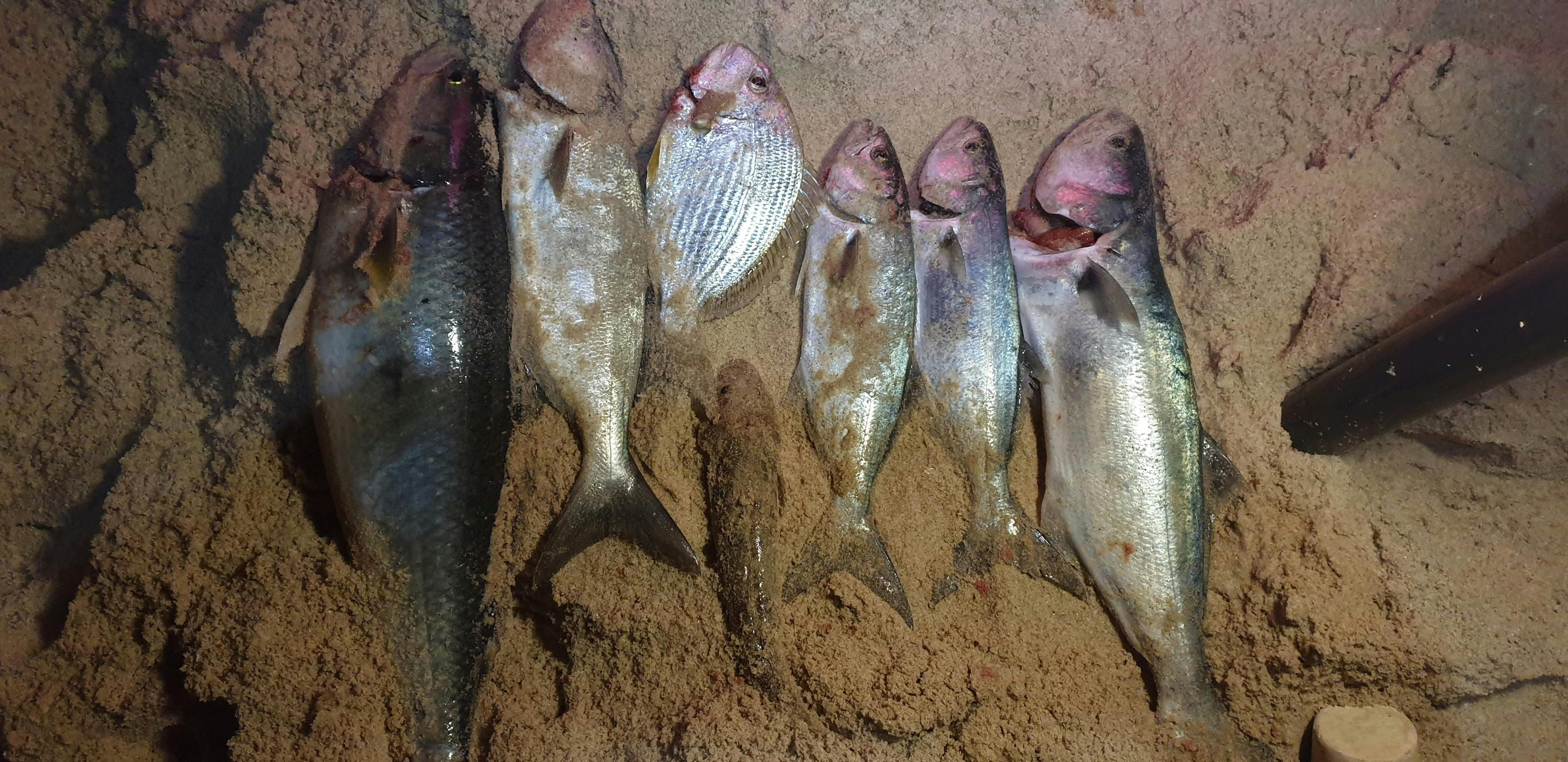 A  mixed bag of bread and butter species caught on an evening session