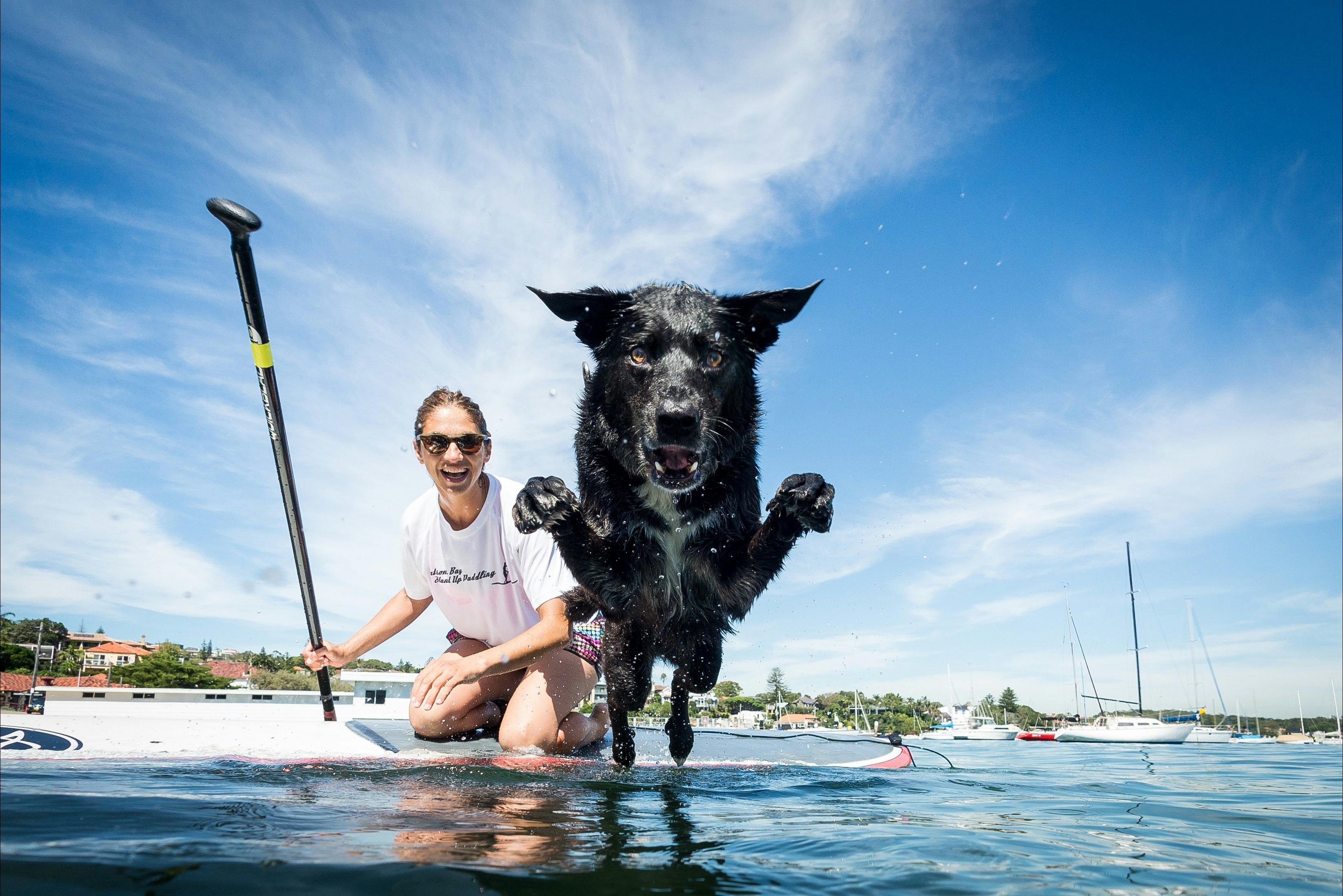 WATSSUP, stand up paddling, Sydney Harbour
