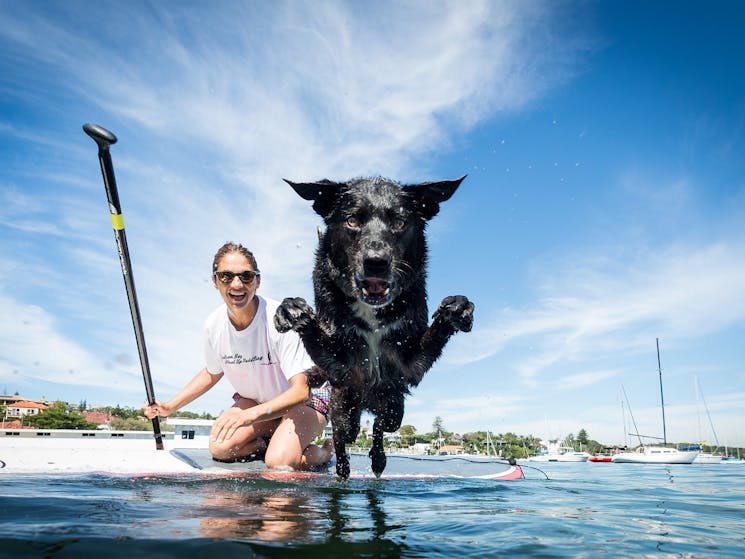 WATSSUP, stand up paddling, Sydney Harbour