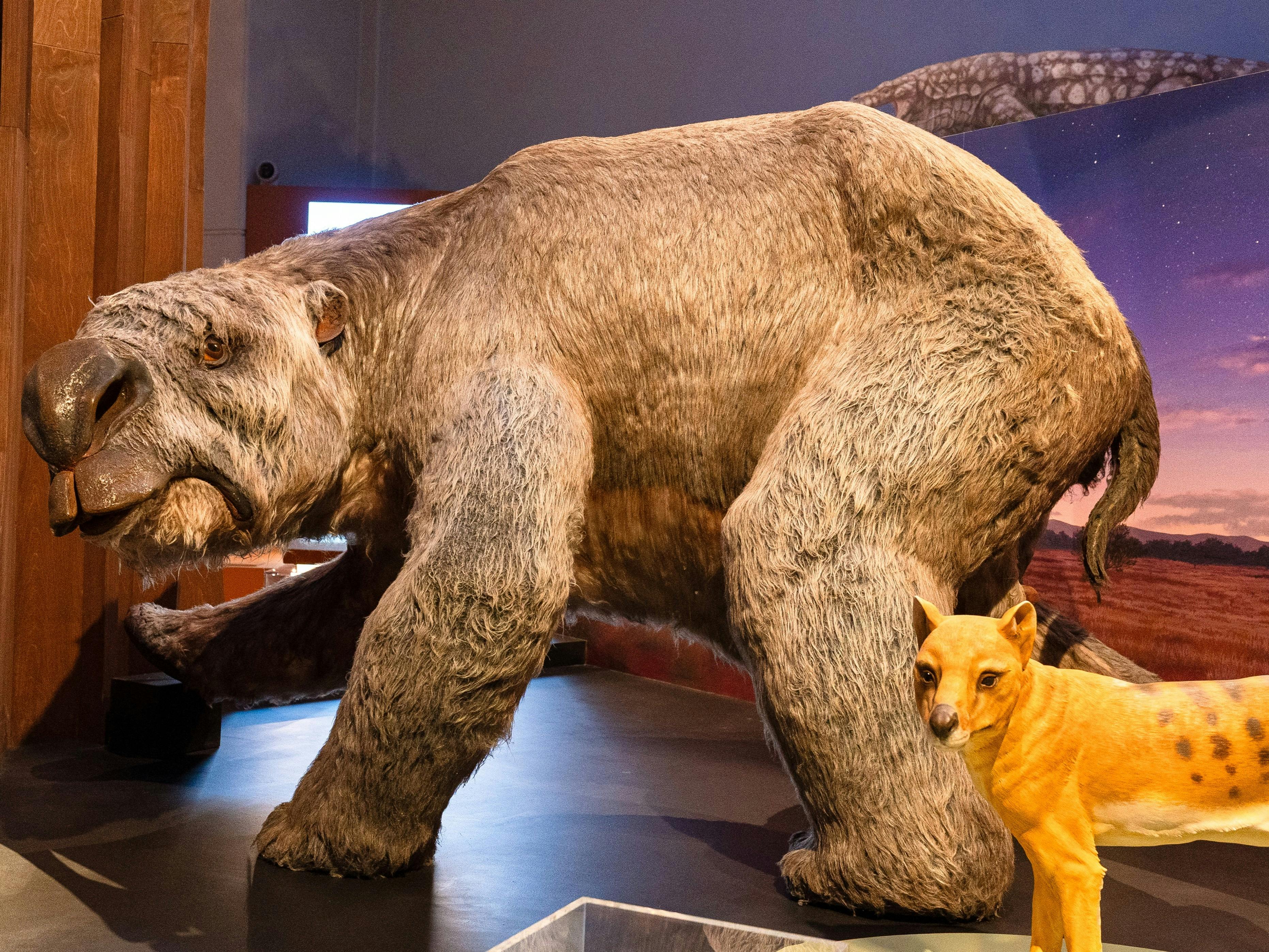 A life-sized model of a giant ancestor of the modern wombat and a dingo.