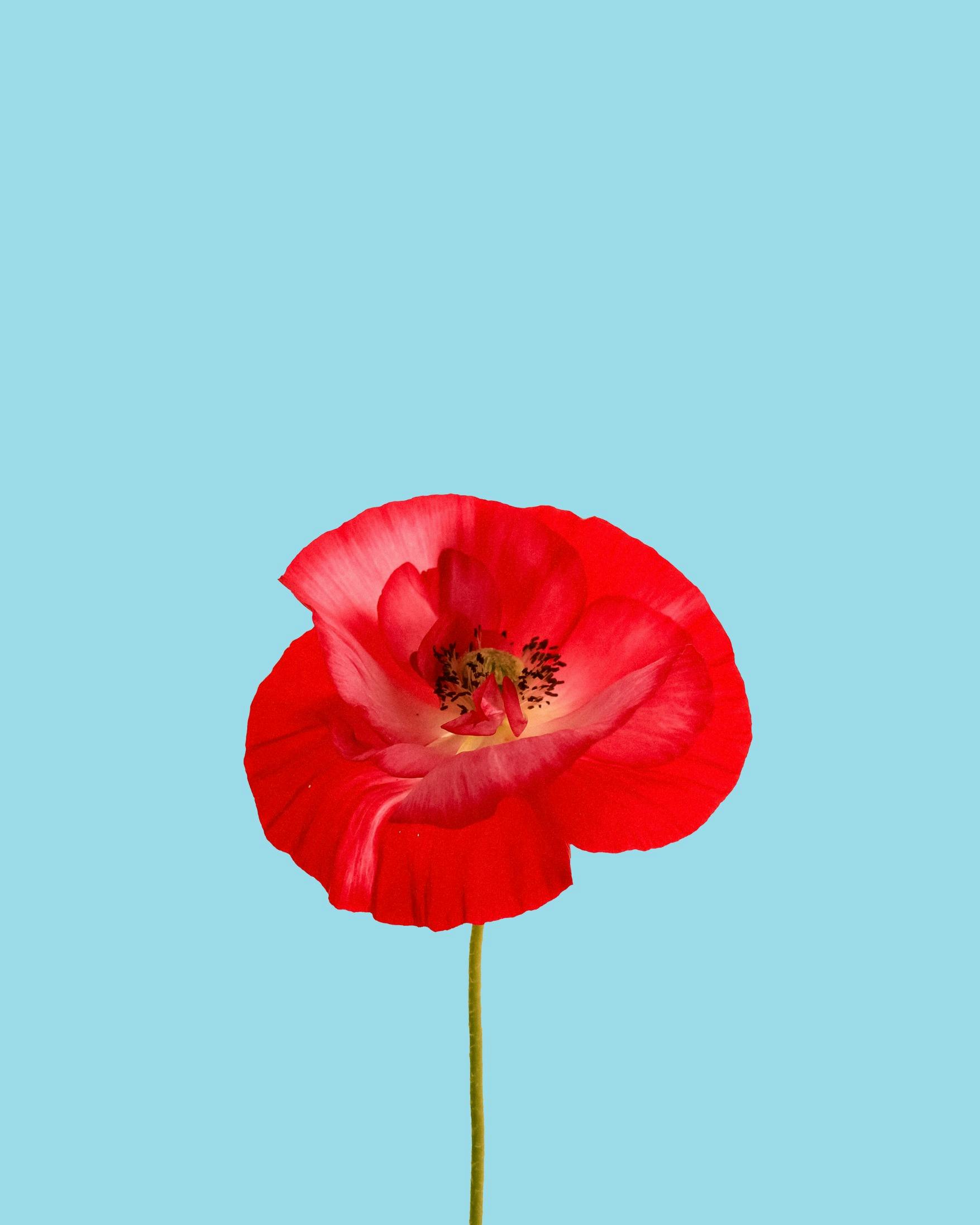 Anzac Dinner