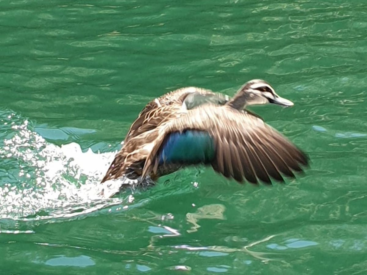 Flying Duck at Lake Barrine