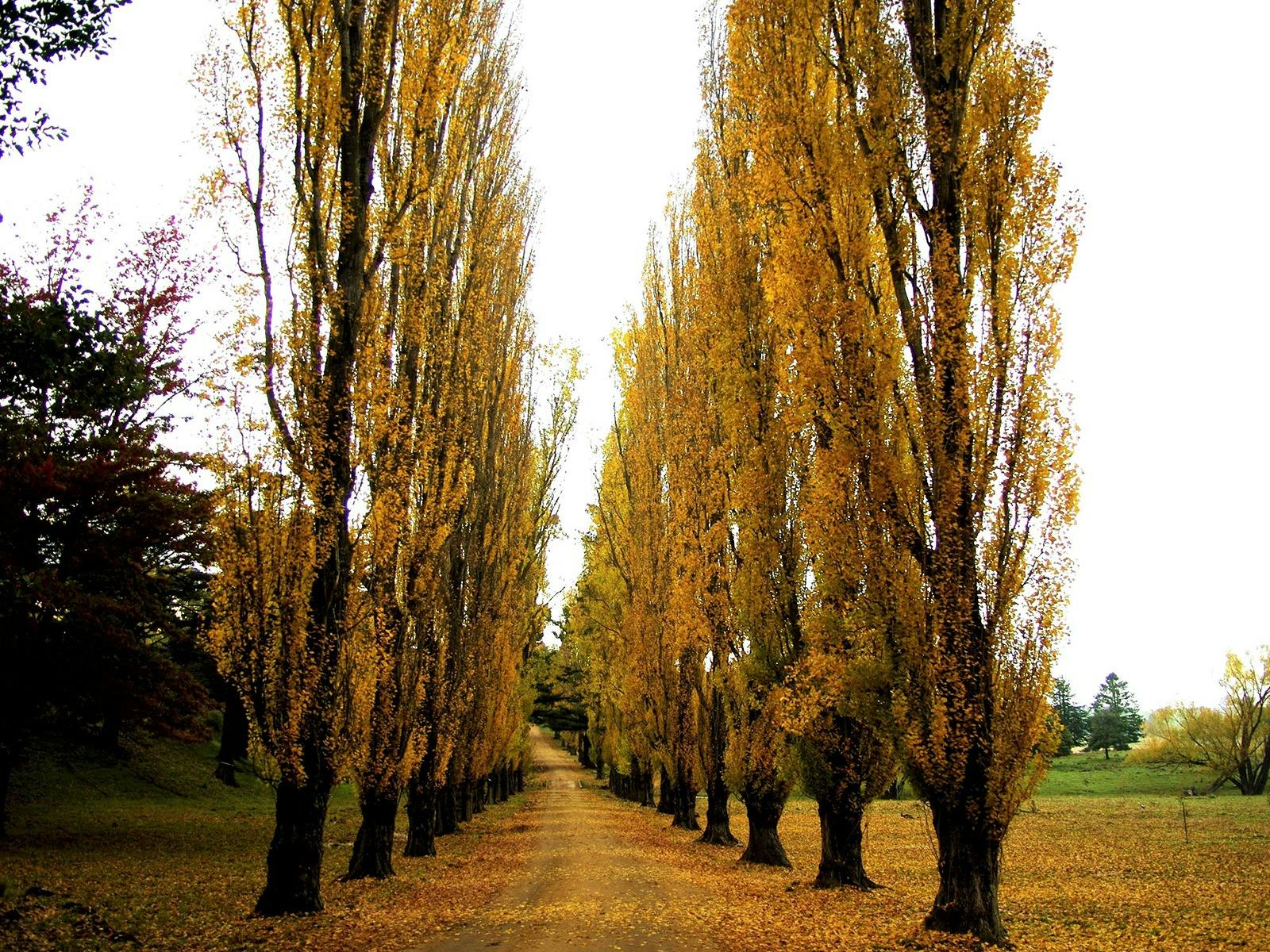 Gardens of the Monaro with Beechworth and Bright