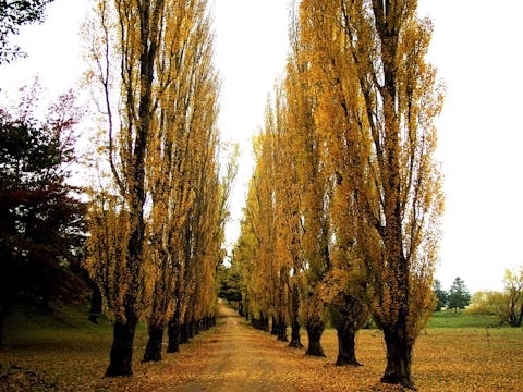 Gardens of the Monaro with Beechworth and Bright