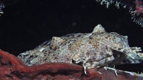 Michaelmas Reef Dive Site