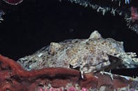 Michaelmas Reef Dive Site