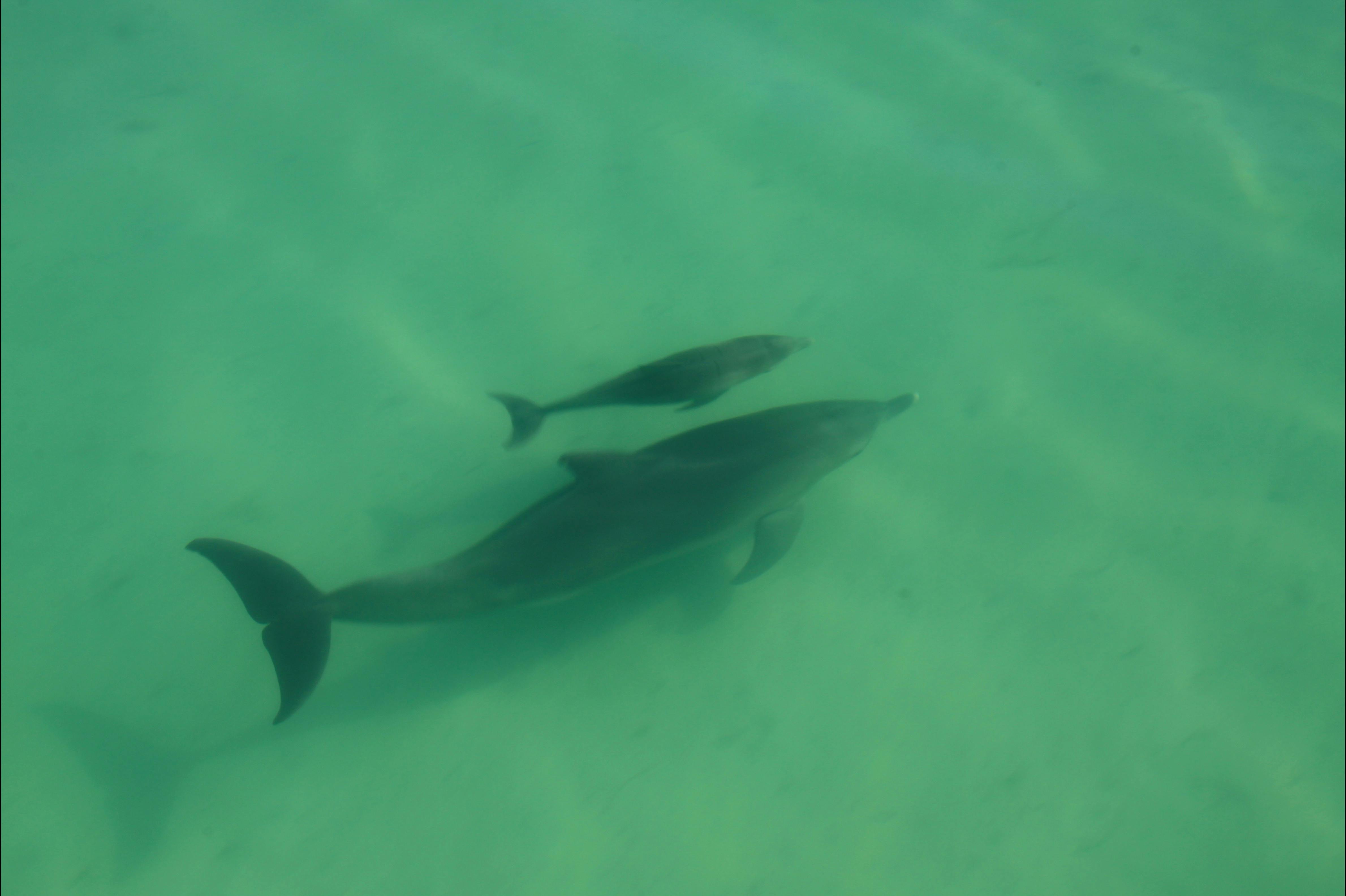 Shark Bay Coastal Tours