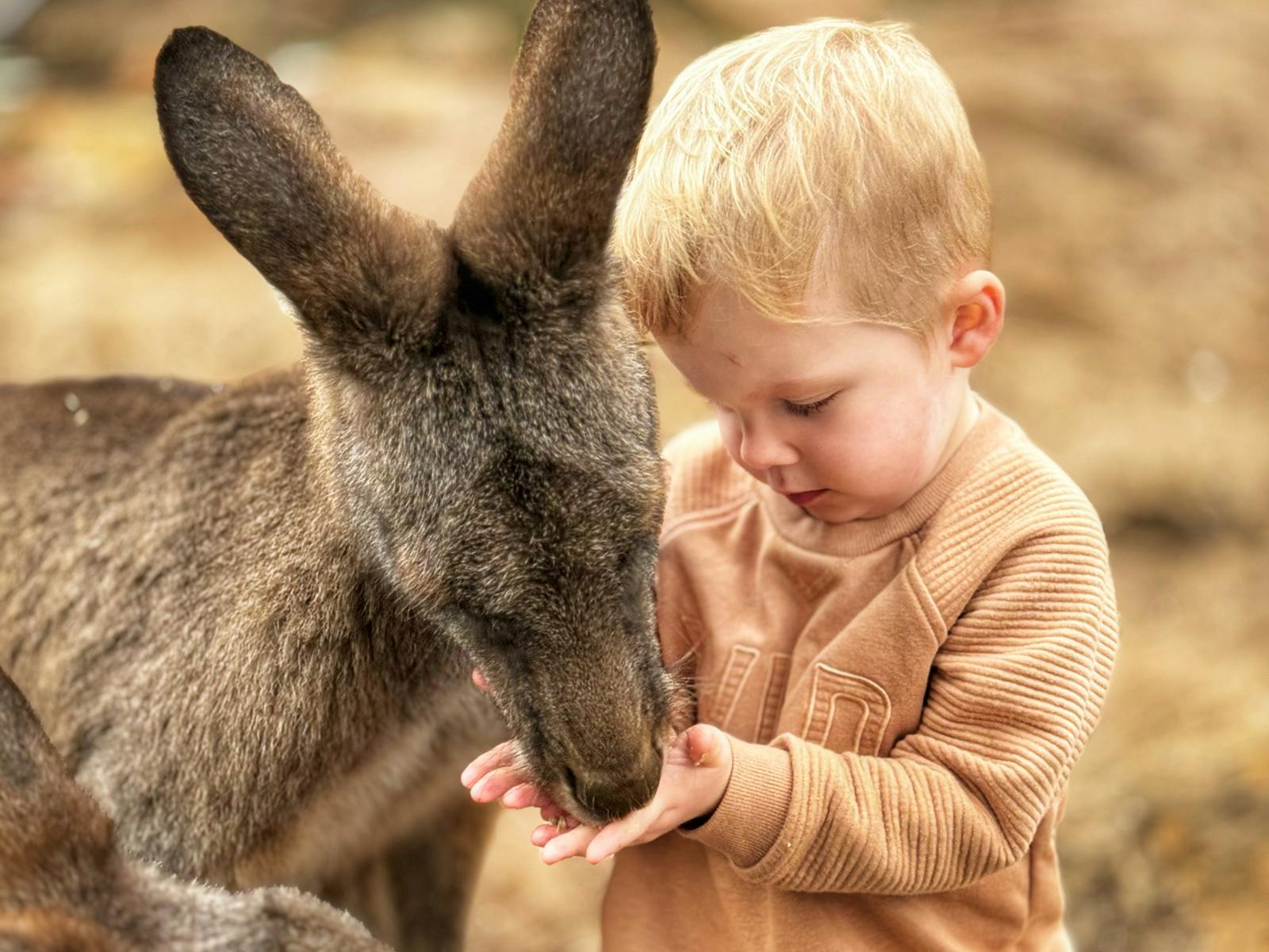 Child hand-feeding the Kangaroos at Bonorong Wildlife Sanctuary