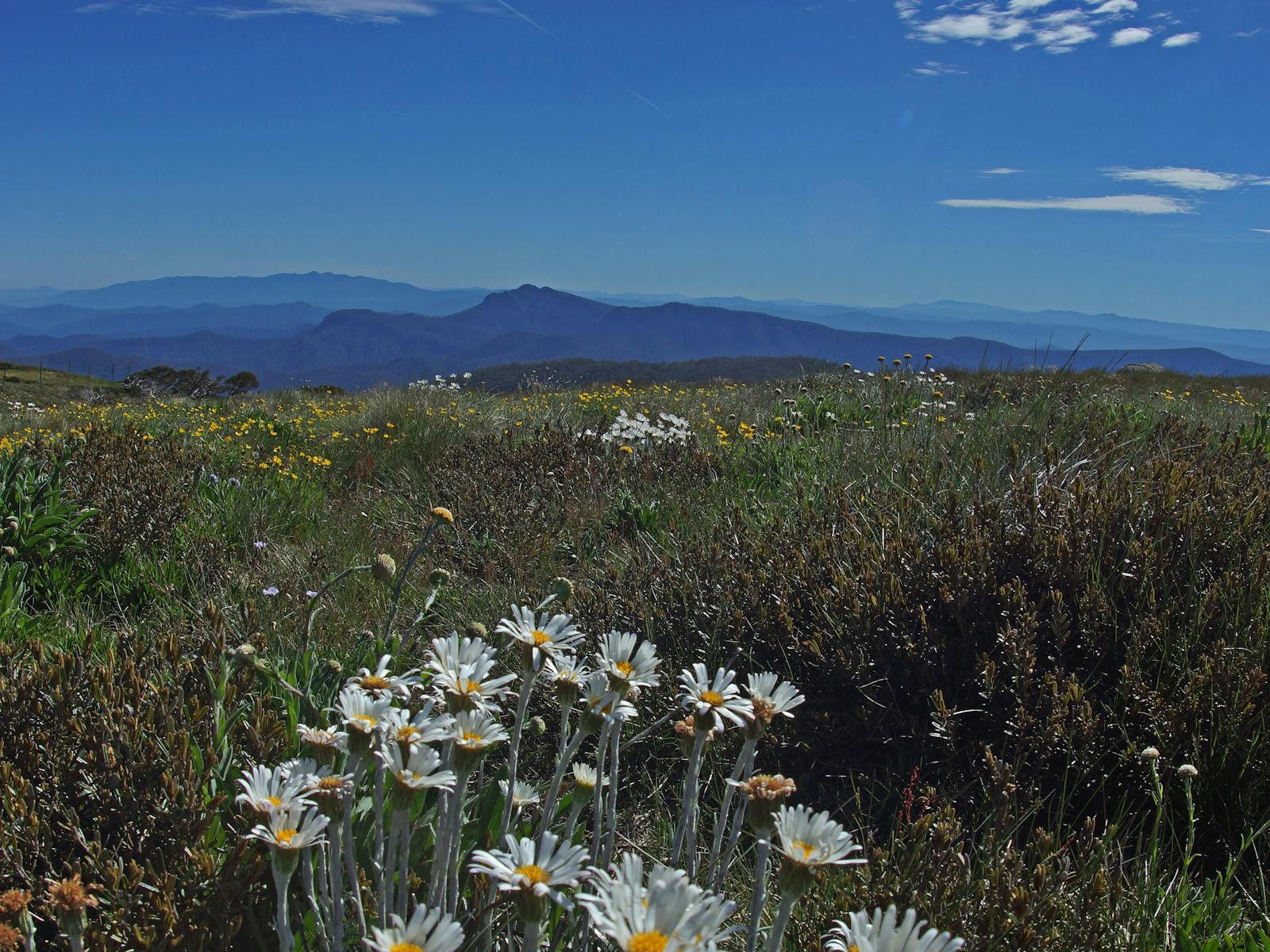 Mt Stirling Alpine Resort