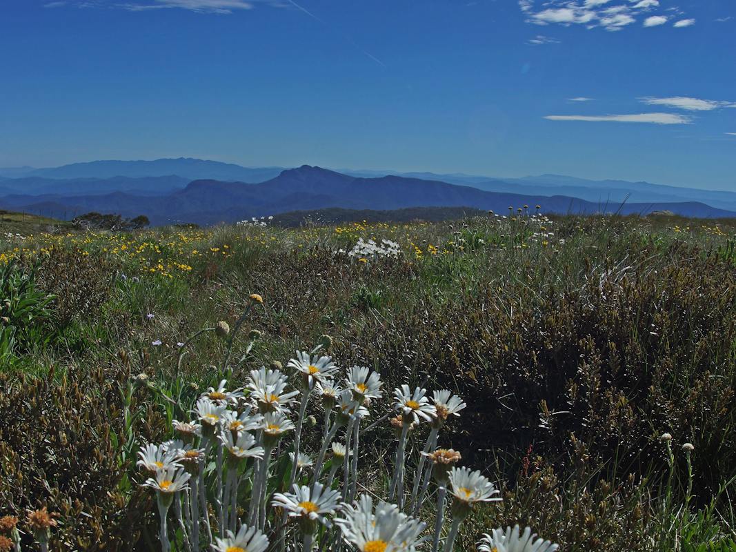 Summer at Mt Stirling