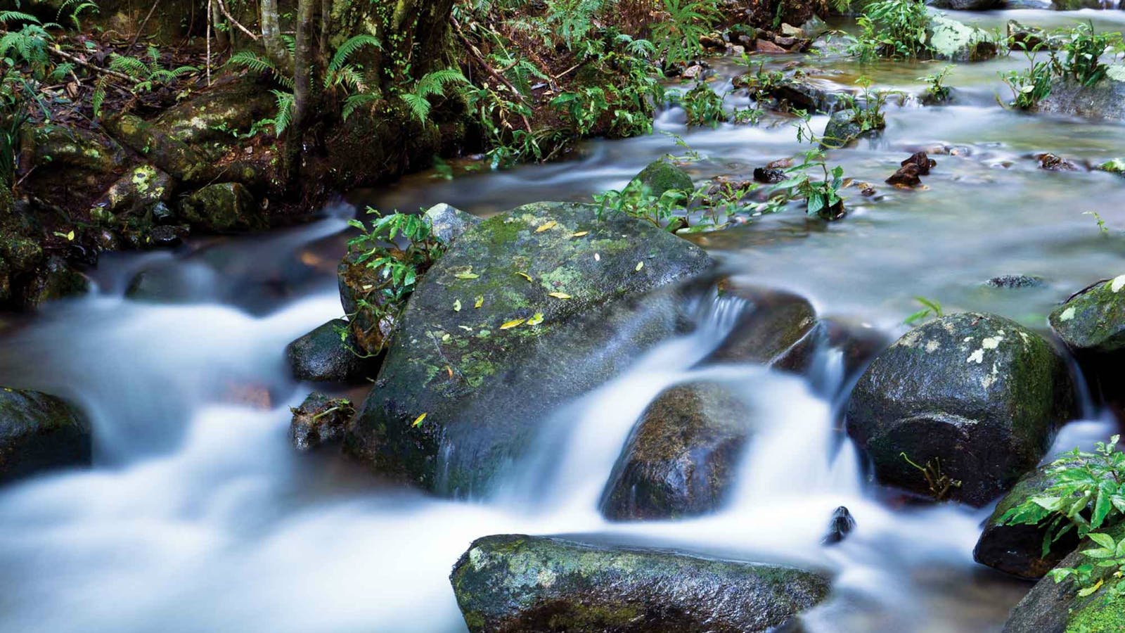 Washpool National Park
