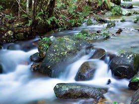 Washpool National Park