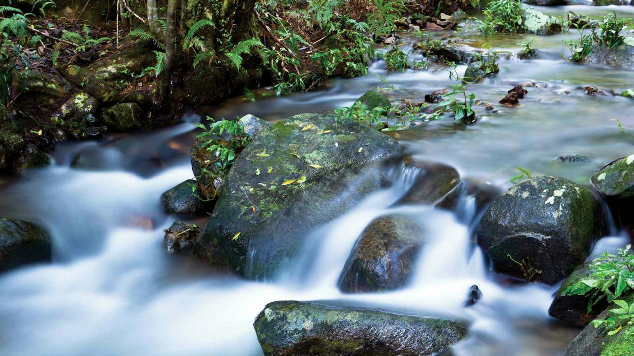 Washpool National Park