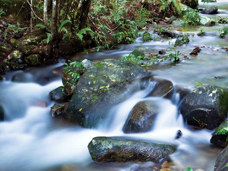 Coombadjha Creek, Washpool National Park. Photo: Rob Cleary