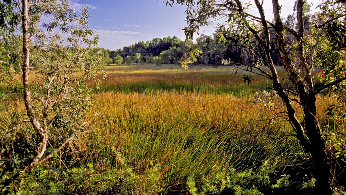 Mulga wetlands