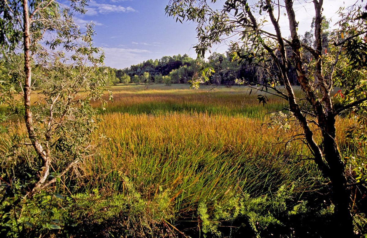 Mulga wetlands