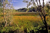 Mulga wetlands